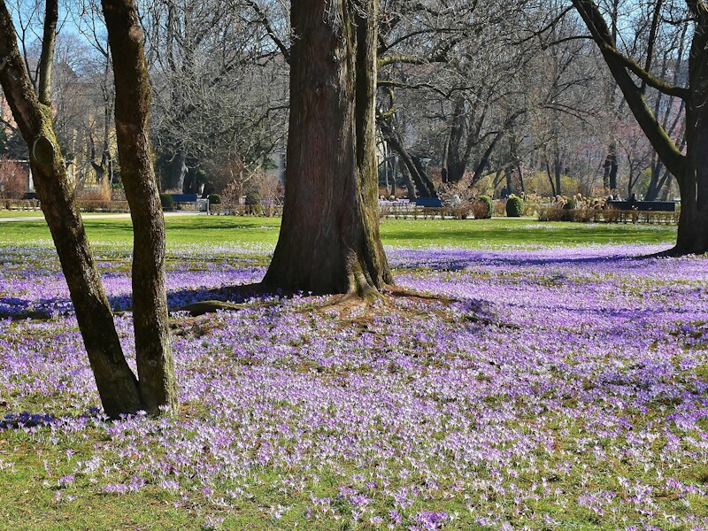 Munich Royal Spring